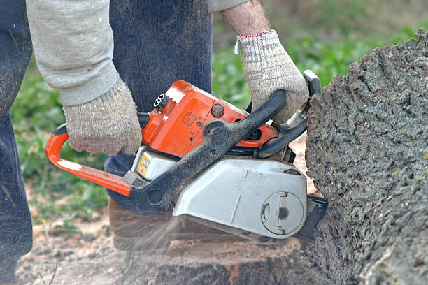 Best Tree Maintenance Programs  in Chubbuck, ID