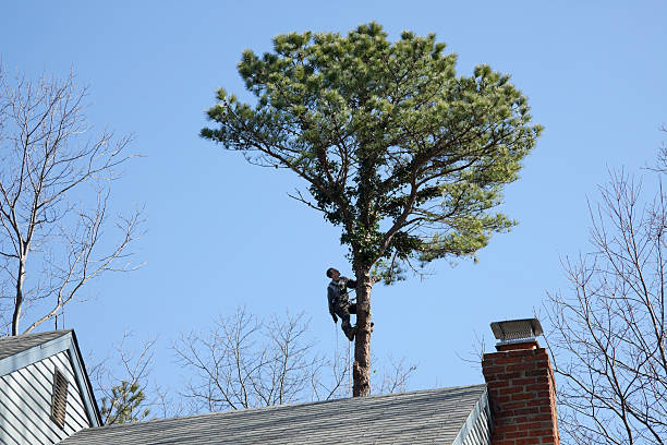 Best Tree Risk Assessment  in Chubbuck, ID